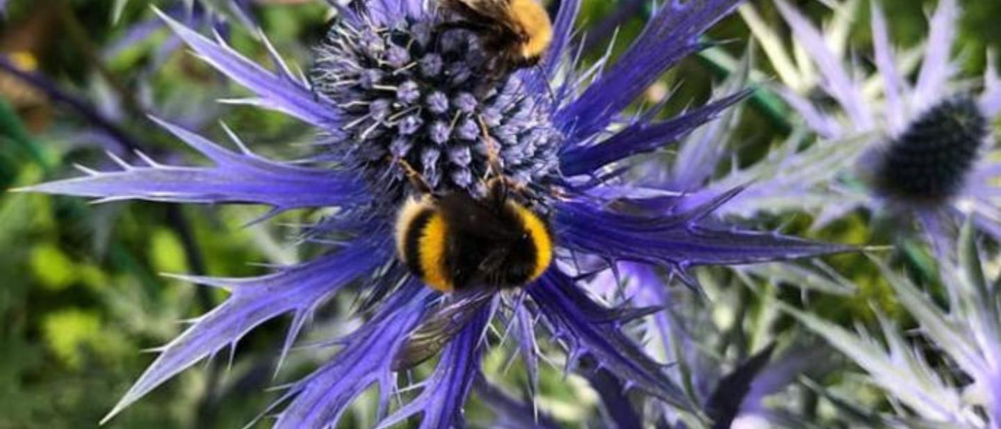 Bees on alpine sea holly © Mandy Gunn