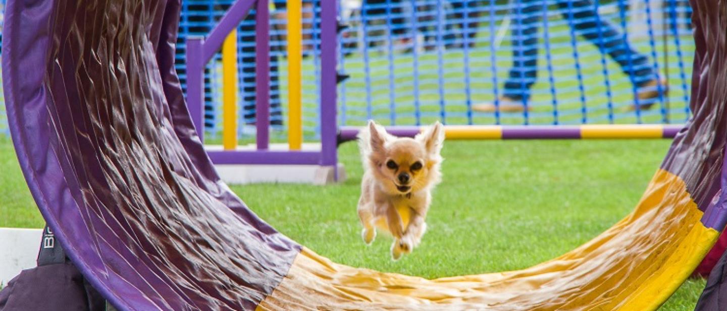 An energetic small dog running through a colourful dog agility tunnel at Scrufts  © PADS