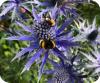 Bees on alpine sea holly © Mandy Gunn