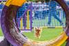 Image of an energetic small dog running through a colourful dog agility tunnel