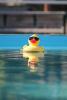 Rubber duck in sunglasses - Photo by Rajvir Kaur on Unsplash